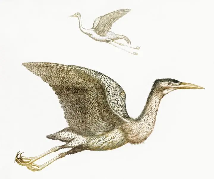 Crane And A Bittern 1648-1709, Aesthetic Art, Animal & Birds, Animal & Birds B