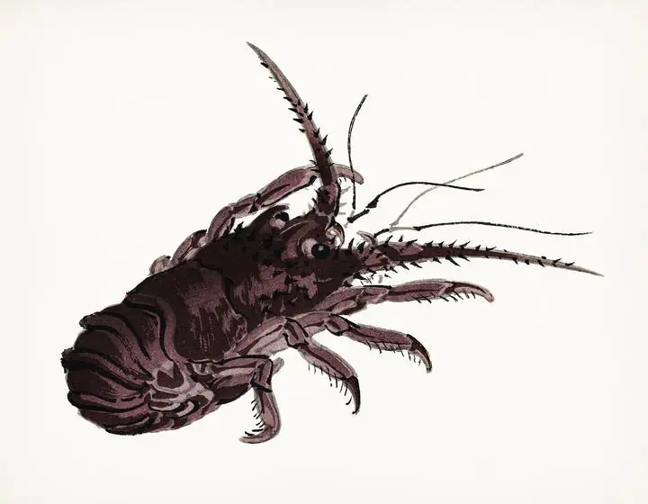 Crayfish, Aesthetic Art, Animal & Birds, Animal & Birds B