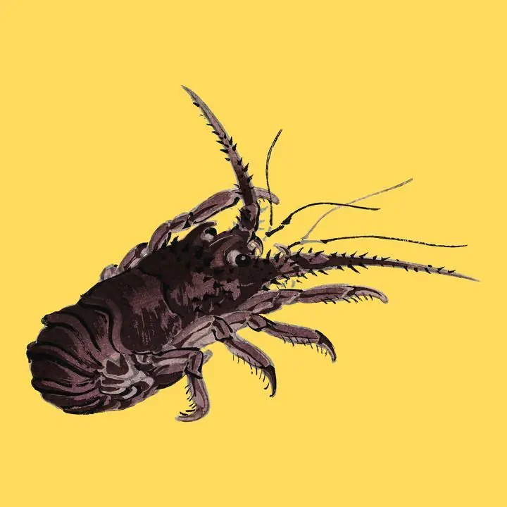 Crayfish By Kono Bairei 1844-1895, Aesthetic Art, Animal & Birds, Animal & Birds B