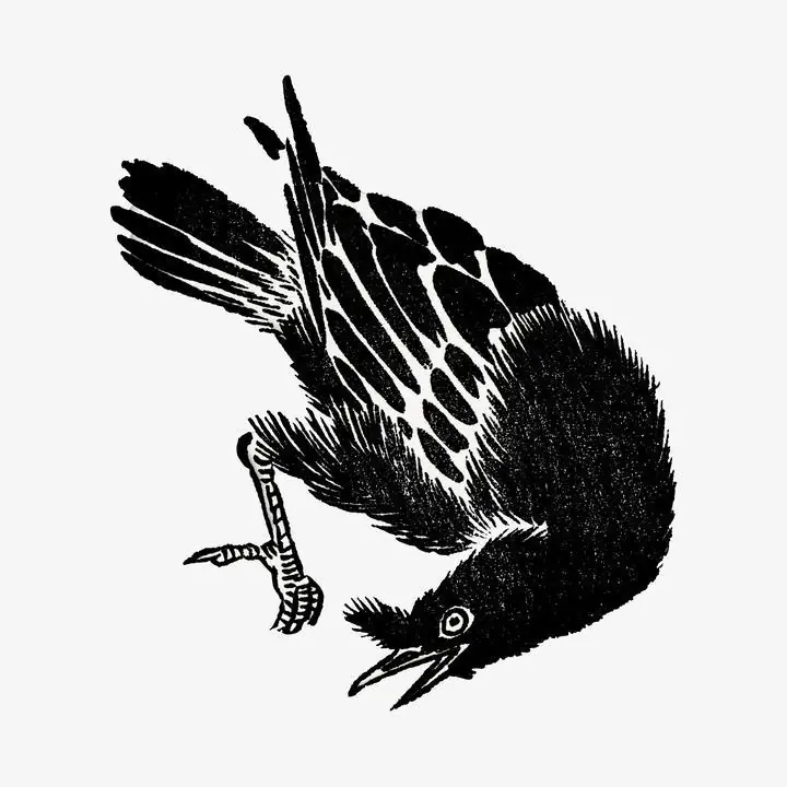 Crow Bird, Aesthetic Art, Animal & Birds, Animal & Birds B
