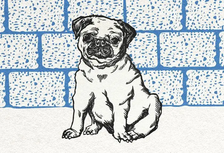 Cute Pug Dog On Blue Brick Wall, Aesthetic Art, Animal & Birds, Animal & Birds B