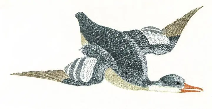 Duck By Johan Teyler 1648-1709, Aesthetic Art, Animal & Birds, Animal & Birds B