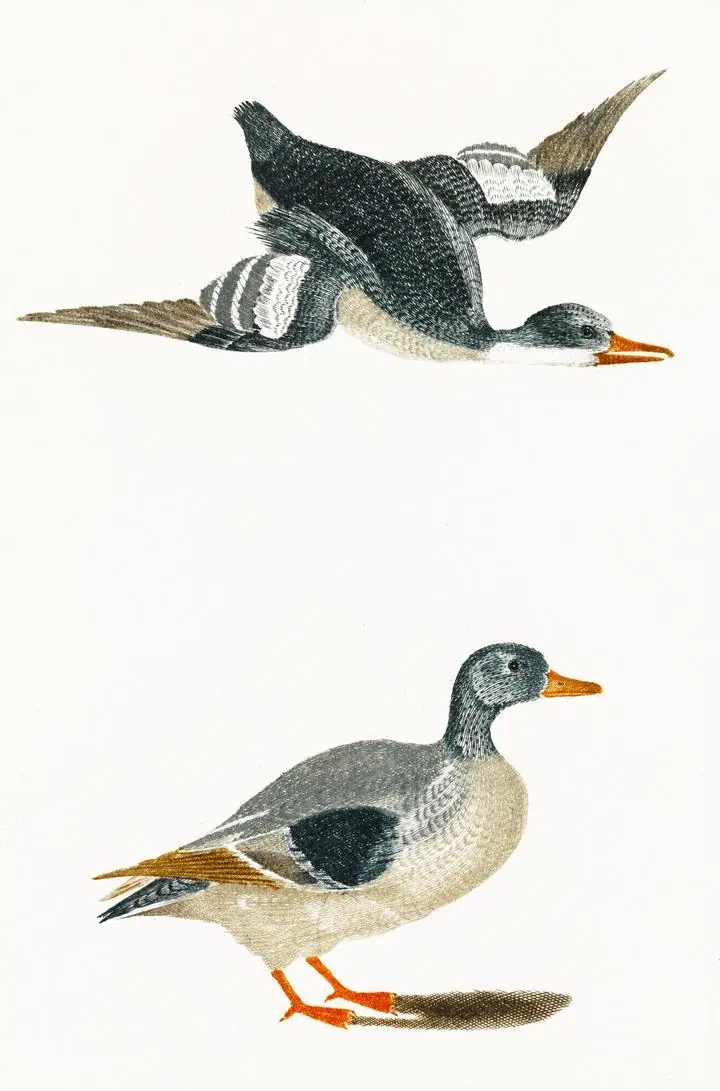 Ducks By Johan Teyler 1648-1709, Aesthetic Art, Animal & Birds, Animal & Birds B
