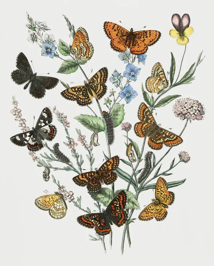 European Butterflies And Moths., Aesthetic Art, Animal & Birds, Animal & Birds B
