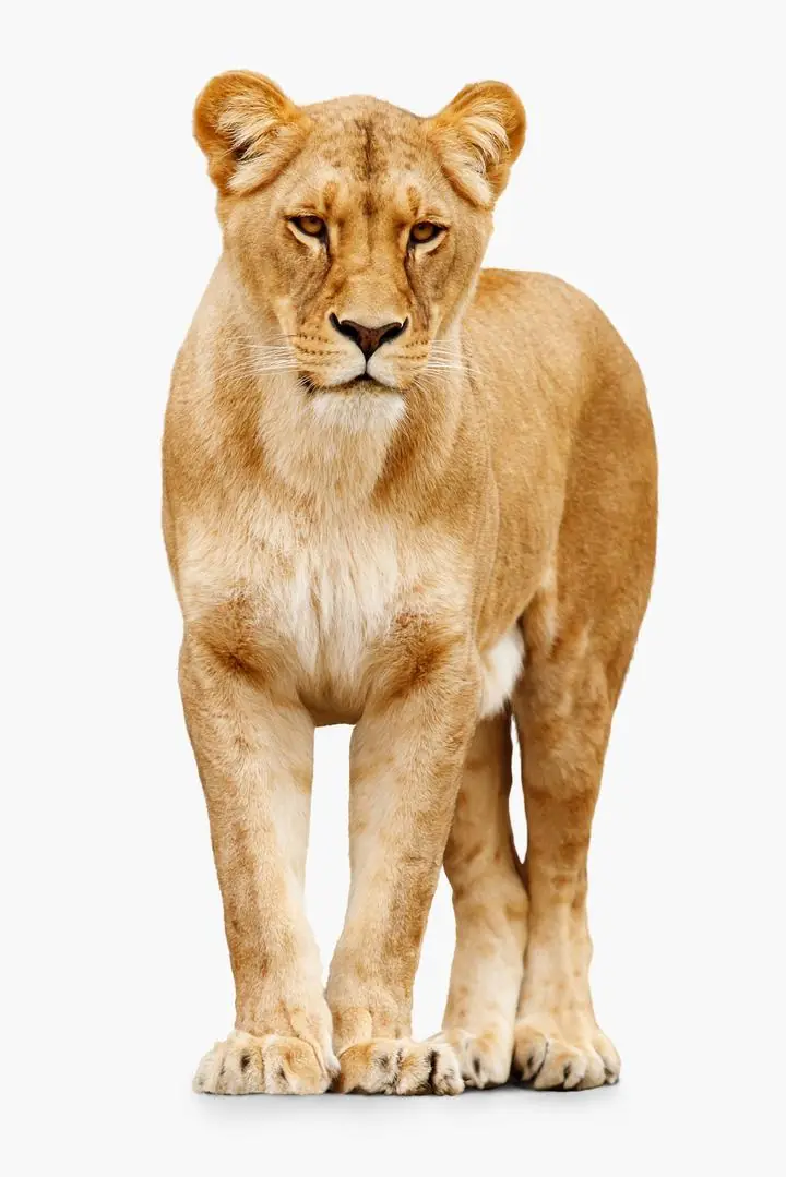 Female Lion Sticker, Aesthetic Art, Animal & Birds, Animal & Birds B