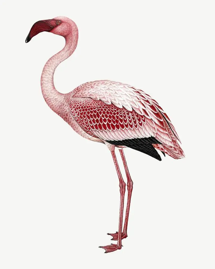 Flamingo Collage Element, Aesthetic Art, Animal & Birds, Animal & Birds B