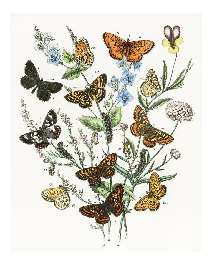 Fluttering Butterflies And Caterpillars, Aesthetic Art, Animal & Birds, Animal & Birds B