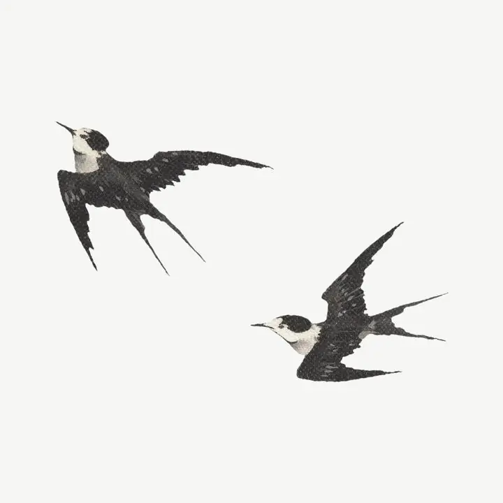 Flying Swallow Birds, Aesthetic Art, Animal & Birds, Animal & Birds B