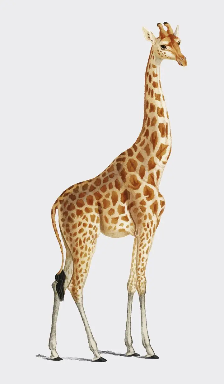 Giraffe Giraffa Camelopardalis, Aesthetic Art, Animal & Birds, Animal & Birds B