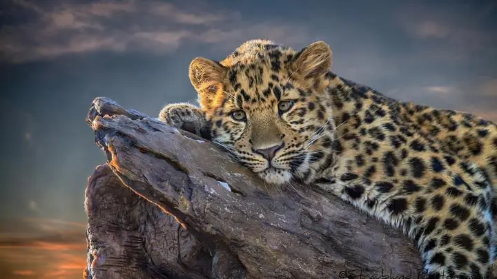 Golden Leopard On Log, Wall Art, Decor Wall Art, Decor Wall Art E