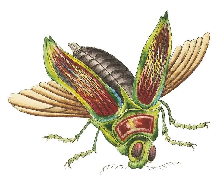 Great Buprestis, Aesthetic Art, Animal & Birds, Animal & Birds B