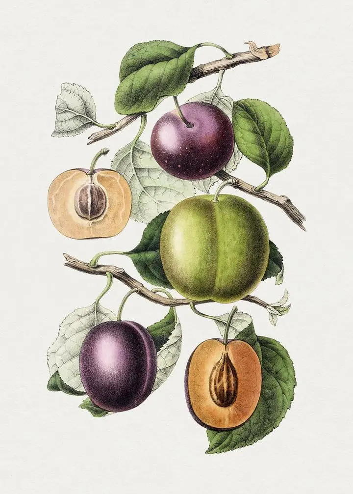 Green Apple And Purple Plums, Aesthetic Art, Fruits