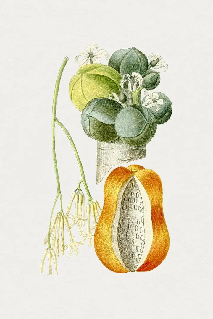 Green Flowering Plant, Aesthetic Art, Fruits
