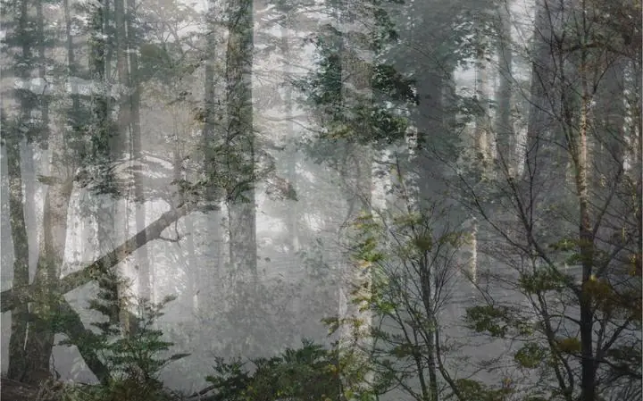 Green Forest Trees 2