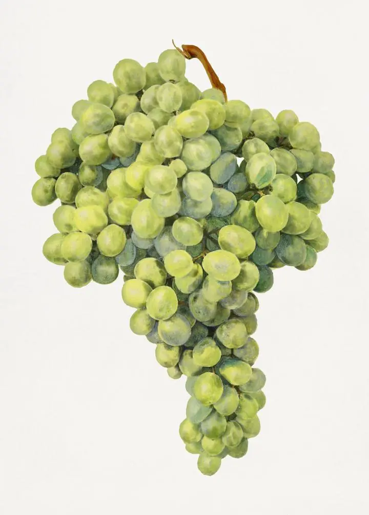 Green Grapes Bunch 3, Aesthetic Art, Fruits