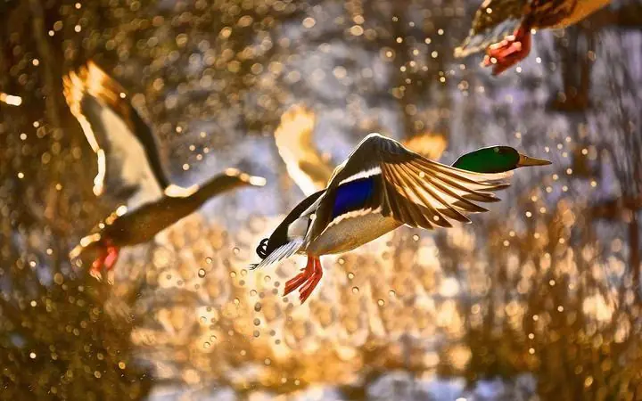 Green Headed Mallard Duck