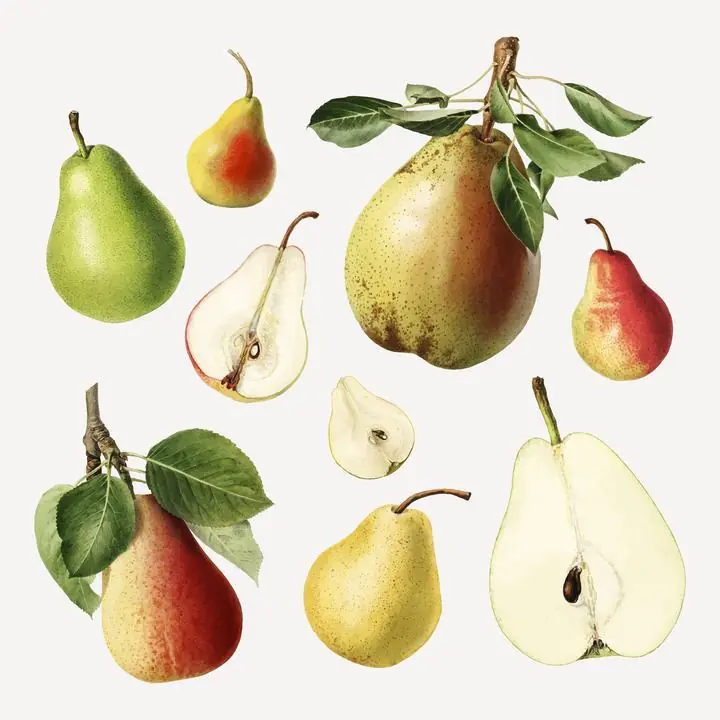 Green Pears And Slices, Aesthetic Art, Fruits