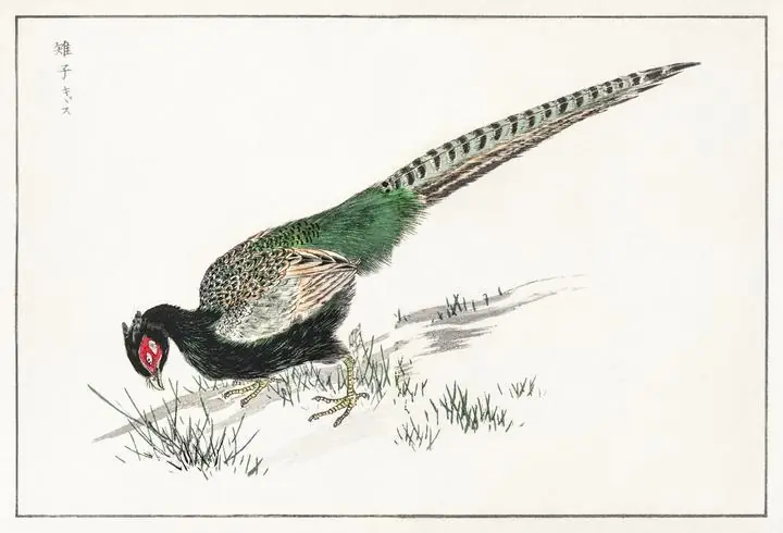 Green Pheasant, Aesthetic Art, Animal & Birds, Animal & Birds B