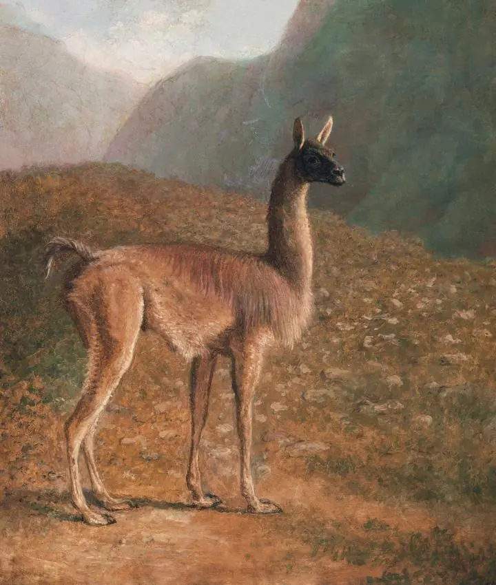 Guanaco Ca., Aesthetic Art, Animal & Birds, Animal & Birds B