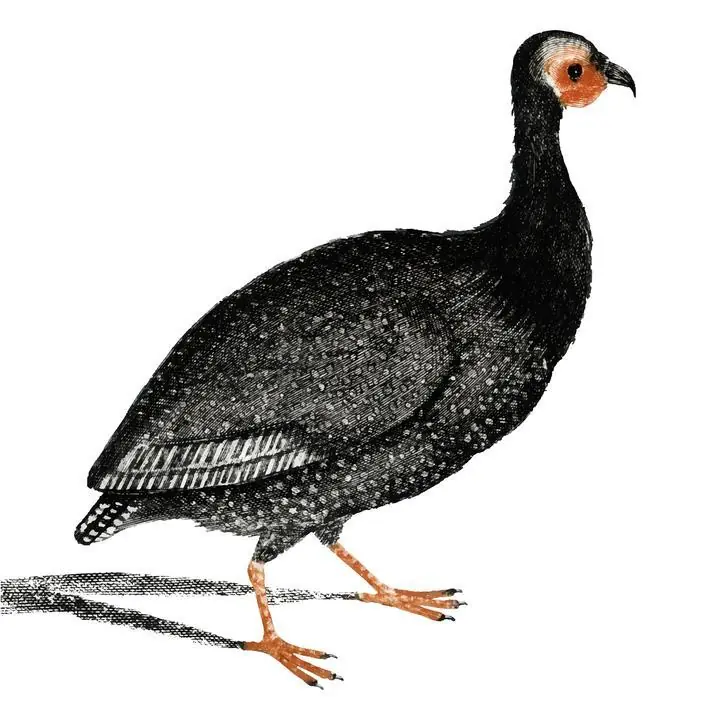 Guinea Fowl, Aesthetic Art, Animal & Birds, Animal & Birds B