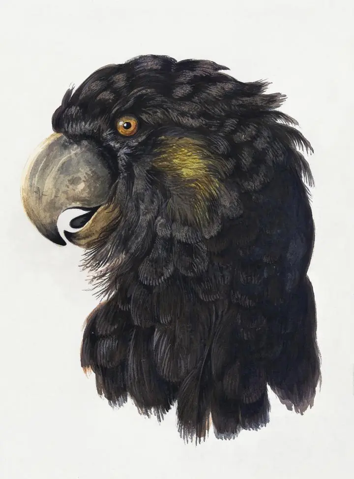 Head Of A Cockatoo 1725-1792, Aesthetic Art, Animal & Birds, Animal & Birds B