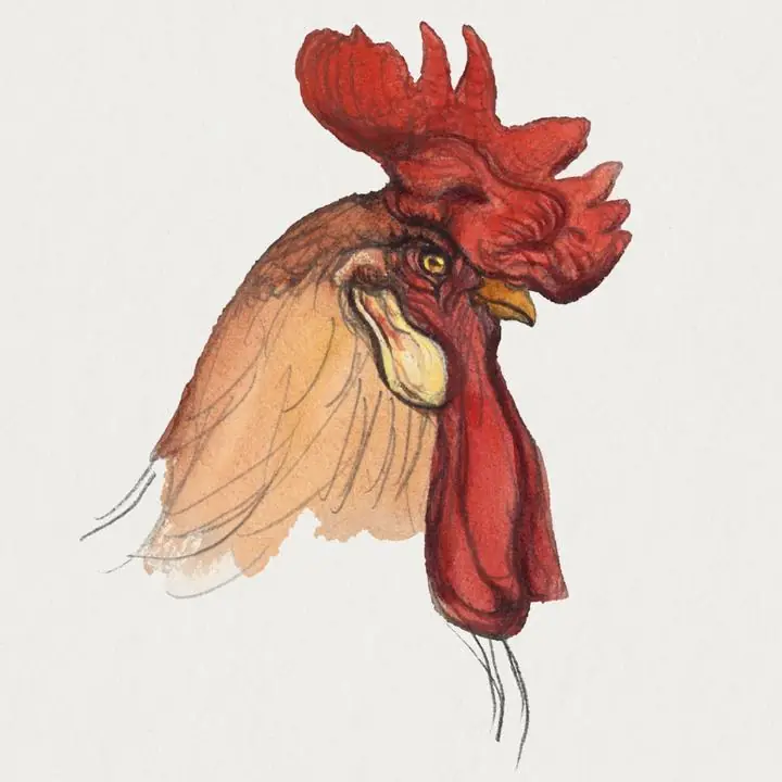Head Of A Rooster, Aesthetic Art, Animal & Birds, Animal & Birds B