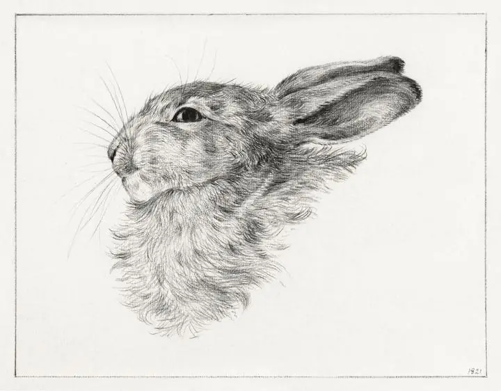 Head Of A Rabbit, Aesthetic Art, Animal & Birds, Animal & Birds B