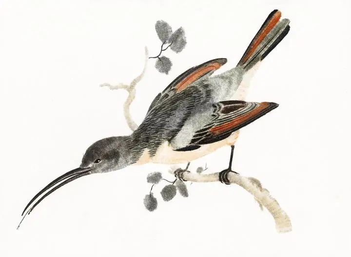 Hummingbird 1648-1709, Aesthetic Art, Animal & Birds, Animal & Birds B