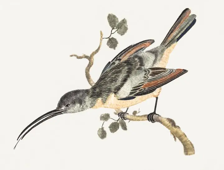 Hummingbird 1688-1698, Aesthetic Art, Animal & Birds, Animal & Birds B