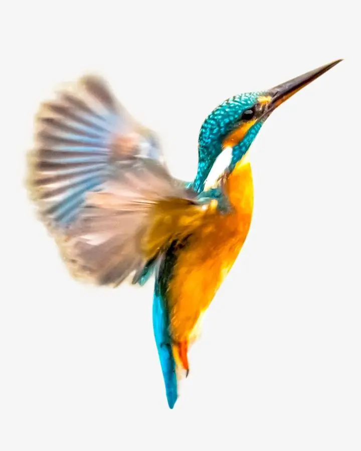 Hummingbird Isolated, Aesthetic Art, Animal & Birds, Animal & Birds B