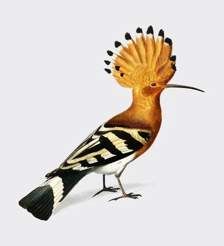 Huppe Commune Hoopoe, Aesthetic Art, Animal & Birds, Animal & Birds B