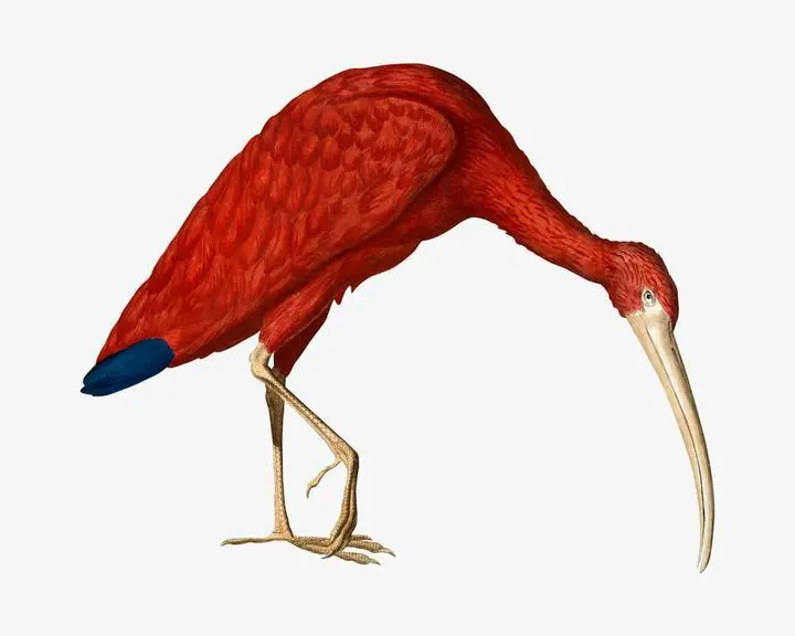 Ibis Bird Vintage Illustration, Aesthetic Art, Animal & Birds, Animal & Birds B