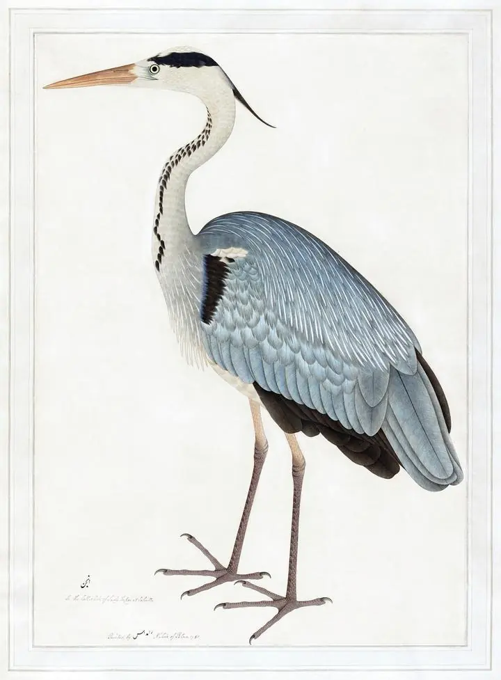 Indian Gray Heron 1780-1782, Aesthetic Art, Animal & Birds, Animal & Birds B