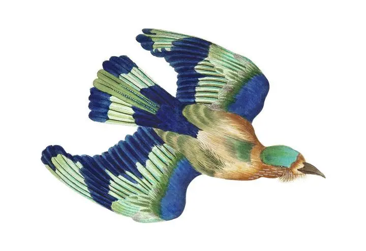 Indian Roller Or Ceylonese, Aesthetic Art, Animal & Birds, Animal & Birds B