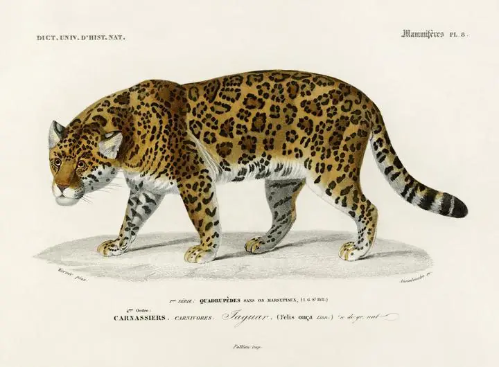 Jaguar Panthera Onca, Aesthetic Art, Animal & Birds, Animal & Birds B