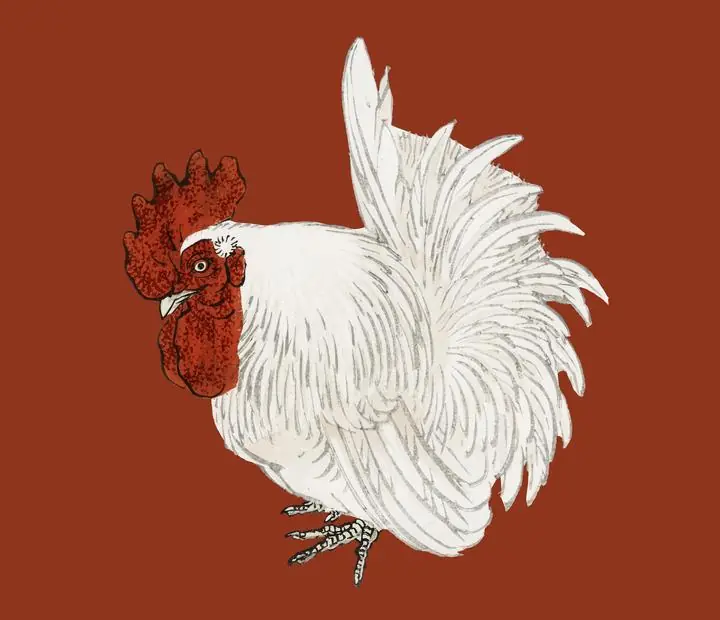 Japanese Bantam, Aesthetic Art, Animal & Birds, Animal & Birds B