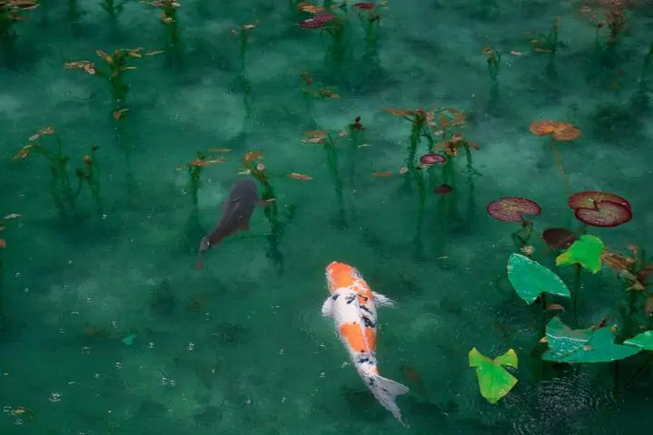 Japanese Koi, Aesthetic Art, Animal & Birds, Animal & Birds B