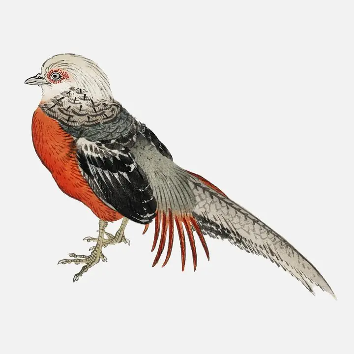 Japanese Pheasant, Aesthetic Art, Animal & Birds, Animal & Birds B