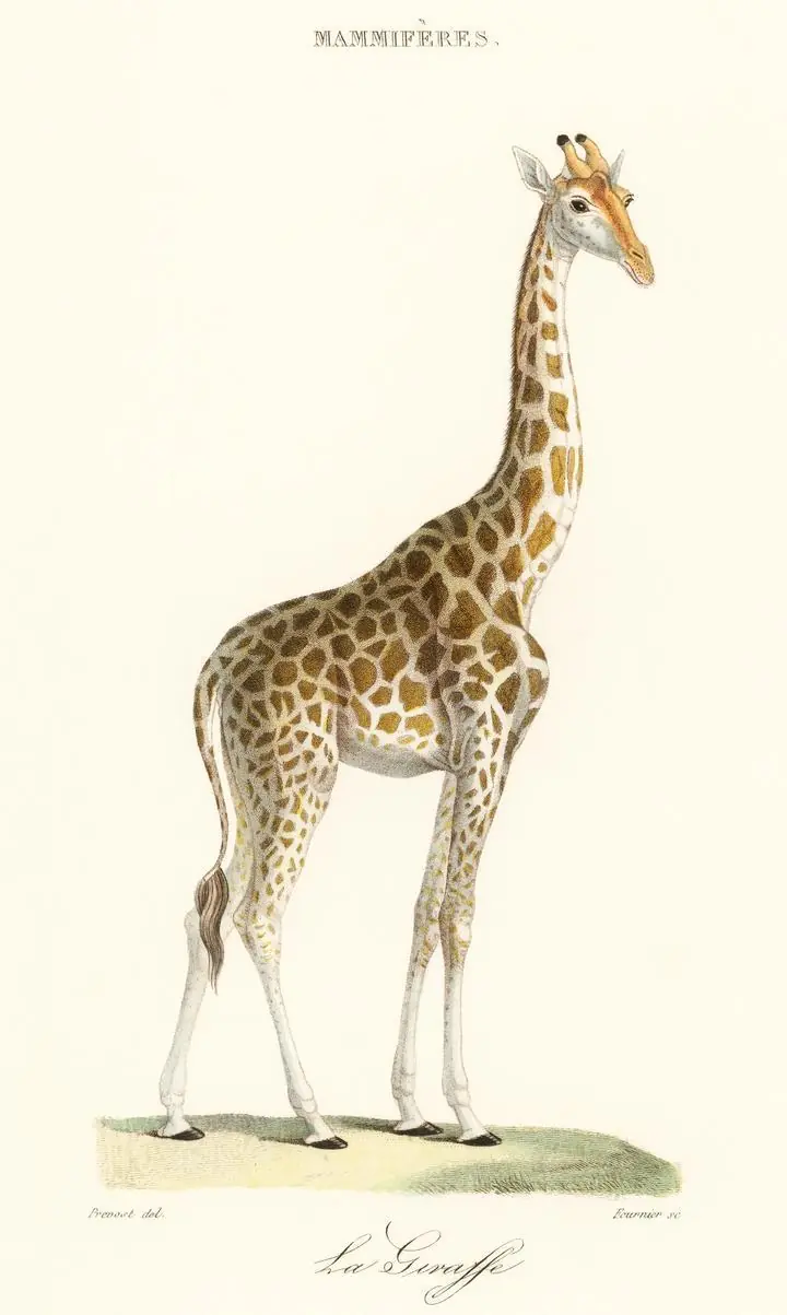 La Giraffe, Aesthetic Art, Animal & Birds, Animal & Birds B