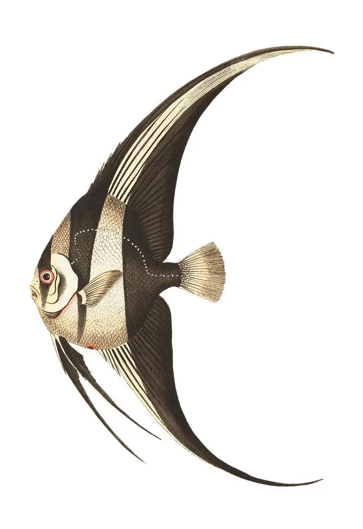 Long-Finned Chaetodon, Aesthetic Art, Animal & Birds, Animal & Birds B