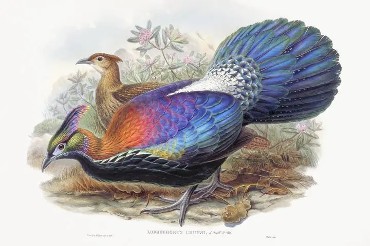 Lophophorus L-Huysi, Aesthetic Art, Animal & Birds, Animal & Birds B