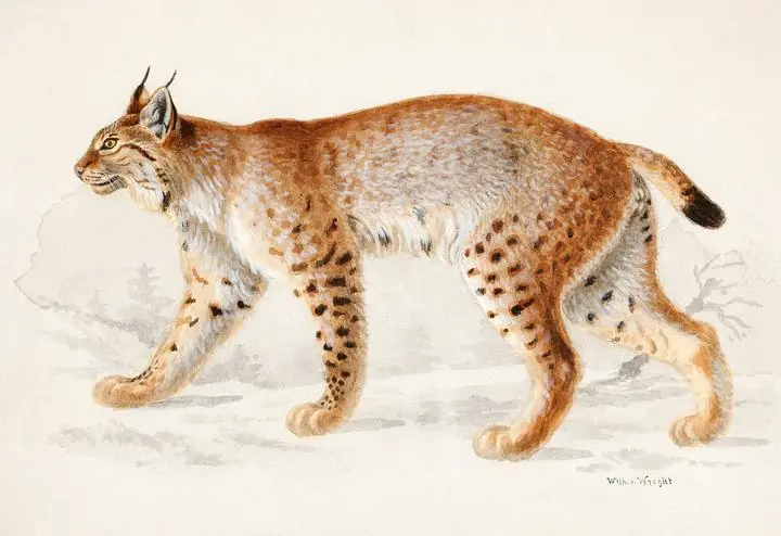 Lynx- 1830 1870. Digitally Enhanced By Rawpixel.--More---, Aesthetic Art, Animal & Birds, Animal & Birds B