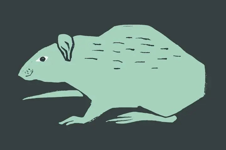Mint Green Rat, Aesthetic Art, Animal & Birds, Animal & Birds B