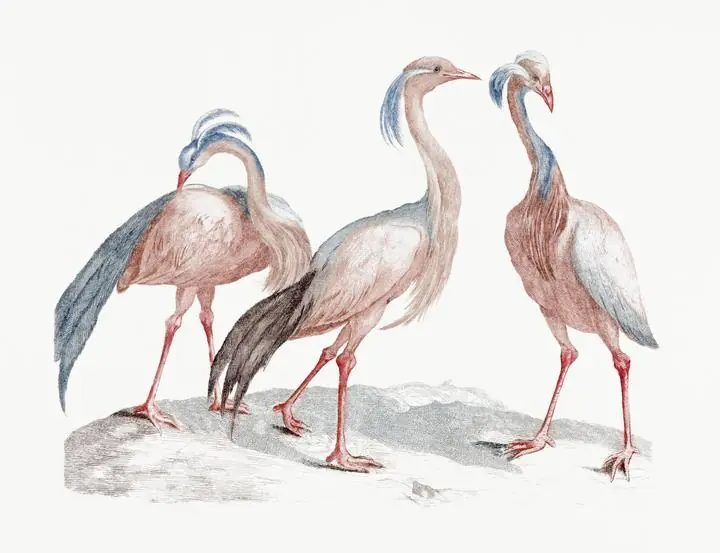 Miss Crane Birds, Aesthetic Art, Animal & Birds, Animal & Birds B