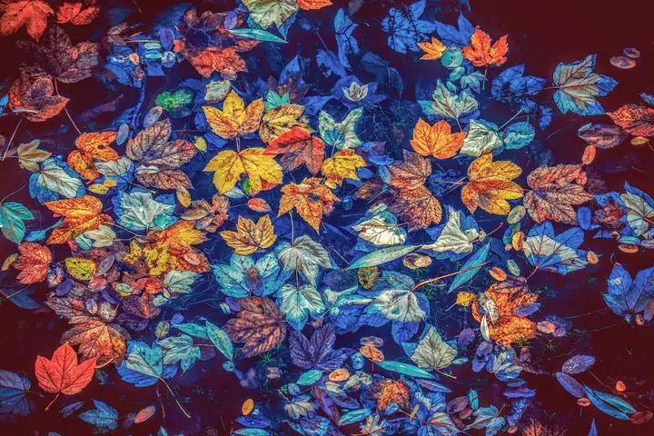 Multicolored Leaves Floating Water, Wall Art, Decor Wall Art, Decor Wall Art E