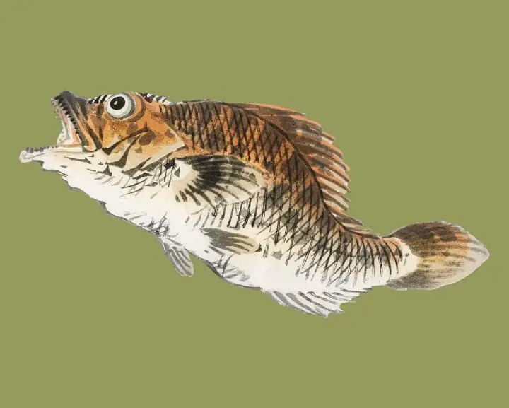 Muskellunge By Kono Bairei 1844-1895, Aesthetic Art, Animal & Birds, Animal & Birds B
