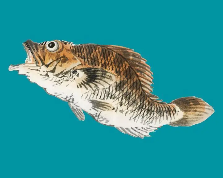Muskellunge By Kono Bairei, Aesthetic Art, Animal & Birds, Animal & Birds B