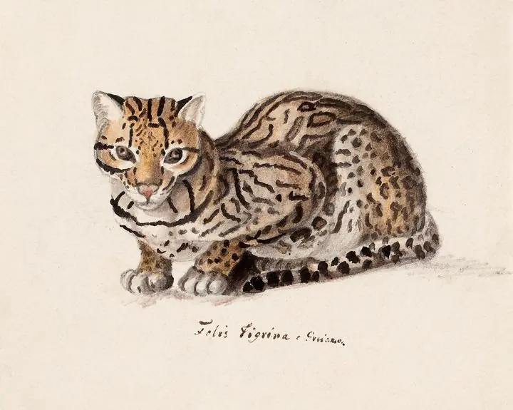 Northern Tiger Cat, Aesthetic Art, Animal & Birds, Animal & Birds B