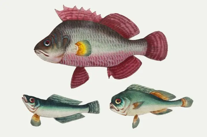 One Pink Fish And Two Green Fish., Aesthetic Art, Animal & Birds, Animal & Birds B
