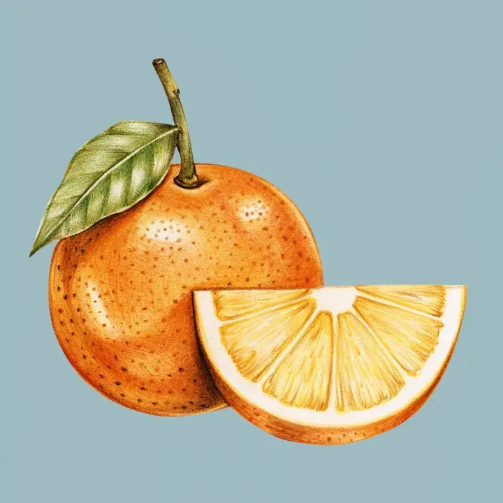 Orange Fruit Slice 4, Aesthetic Art, Fruits